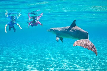 Dolphin House Snorkeling Trip + Water Sport With Lunch - Hurghada - Gallery Image 4