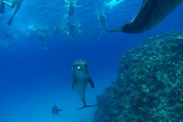 Dolphin House Snorkeling Trip + Water Sport With Lunch - Hurghada - Gallery Image 5
