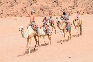 Quad Biking Safari-Camel Ride-Bedouin Dinner and Shows From Sharm - Gallery Image 5