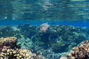 Hamata & Qulaan Islands Snorkeling Trip with Lunch - Marsa Alam - Gallery Image 1