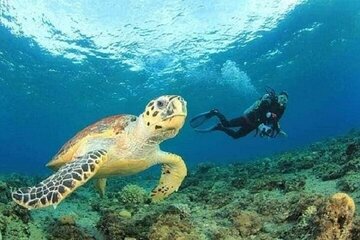 Hamata & Qulaan Islands Snorkeling Trip with Lunch - Marsa Alam - Gallery Image 4