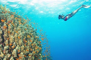 Sharm El-Sheikh White Island & Ras Mohammed Adventure - Gallery Image 4