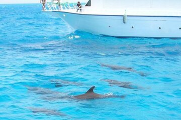 Dolphin House Boat Trip With Snorkeling & Lunch From Hurghada - Gallery Image 5
